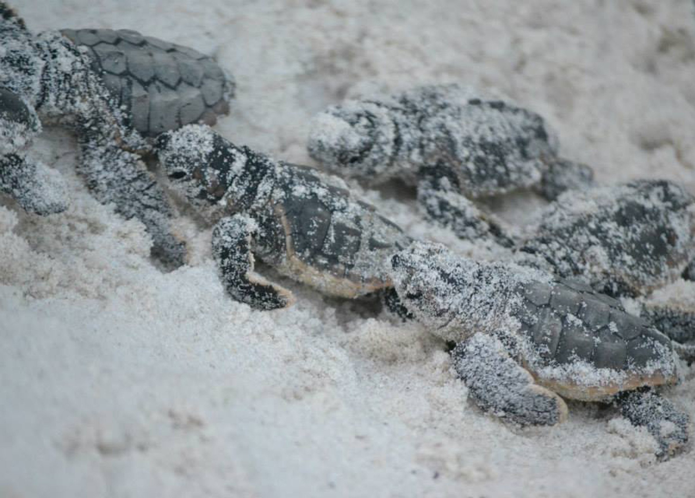 lodge-gulf-state-park-web-09